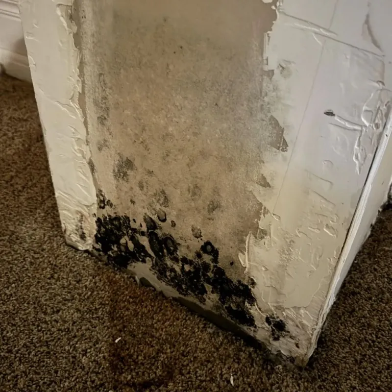 Professional Mold Removal in Dixon County, NE